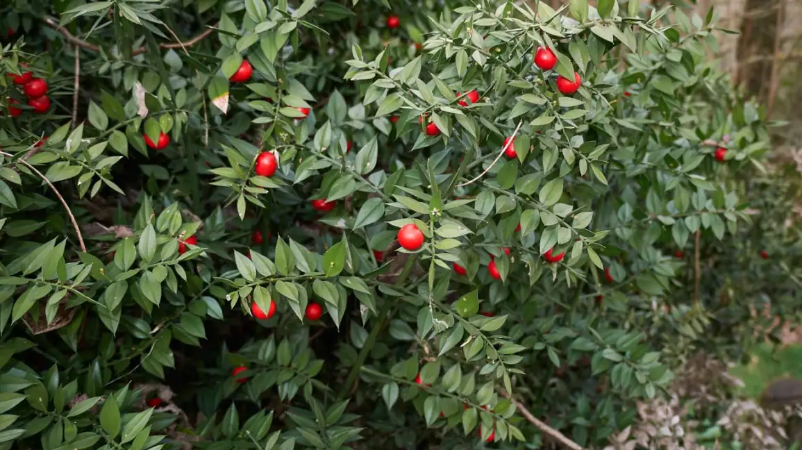 Butcher’s Broom Extract